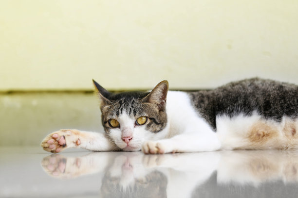 睡觉的猫看着镜头图片下载