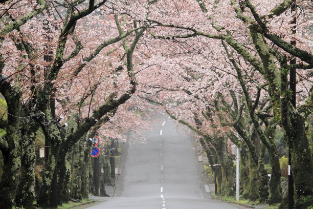 日本静冈县伊豆高原樱花盛开的隧道图片下载