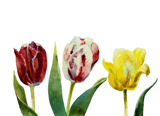 郁金香水彩技术图片下载