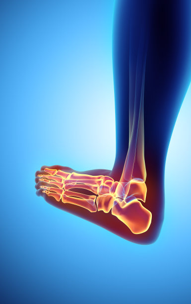 足部骨骼的3D插图，医学概念。图片下载