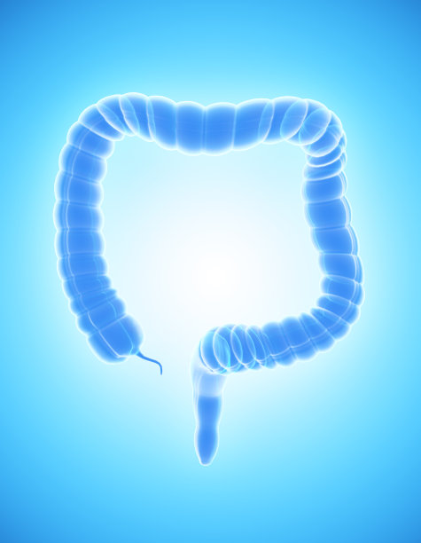 大肠的3D插图。图片下载