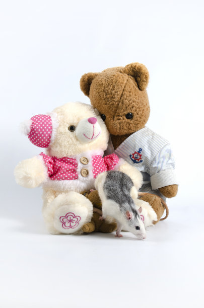 老鼠和柔软的旧玩具。图片下载