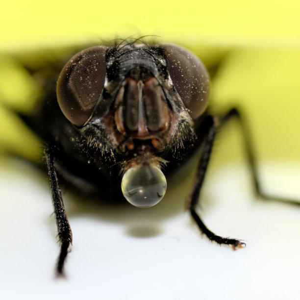 泡沫飞图片下载