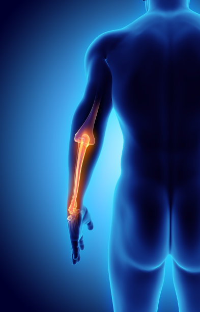 尺骨的三维插图，医学概念。图片下载