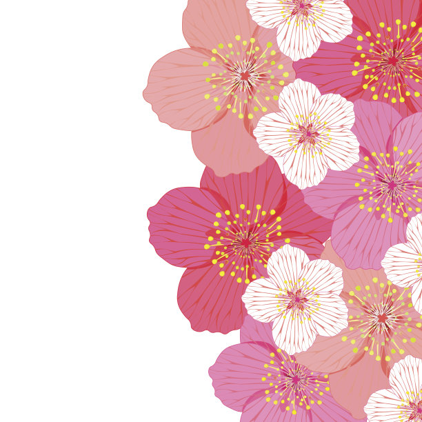 贺卡与日本樱花。矢量插图图片下载