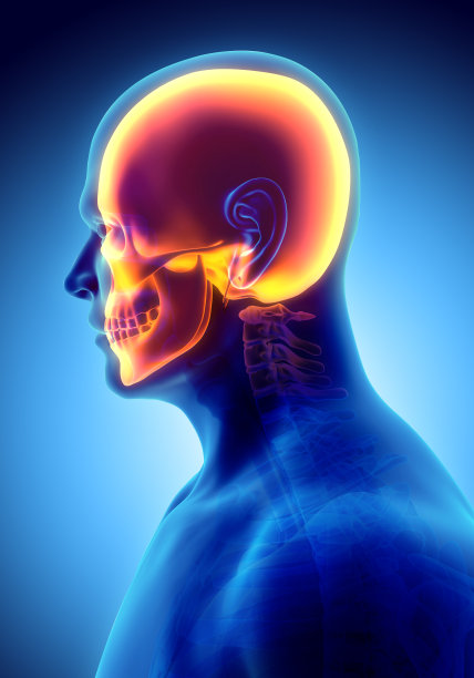 颅骨解剖的3D插图-人类骨骼的一部分。图片下载