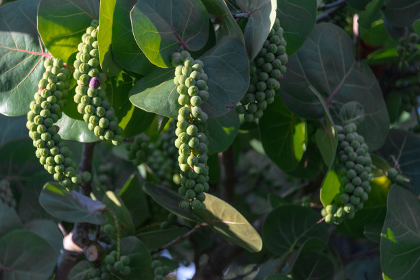 海葡萄图片下载