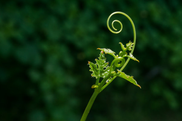 新出生的常春藤葫芦(泰国蔬菜)。图片下载