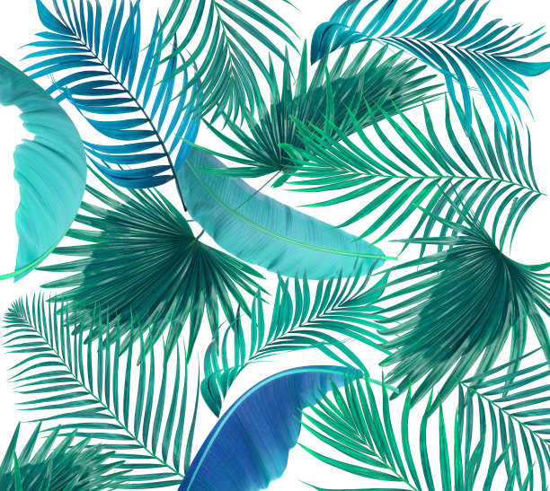 白色背景上的棕榈树叶子图片下载