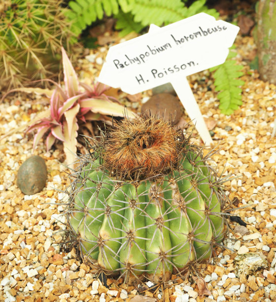 仙人掌树图片下载