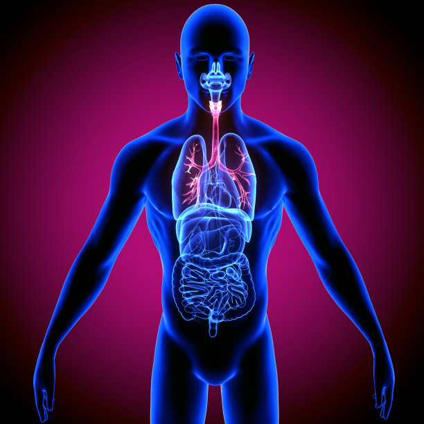 人体支气管解剖插图。3D渲染图片下载