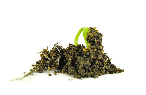 向日葵芽孤立在白色的背景图片下载