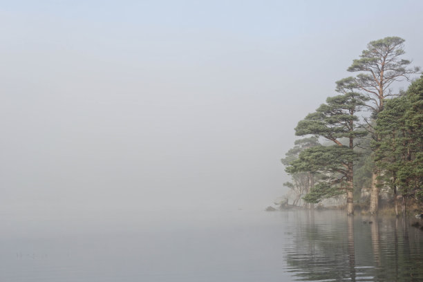 雾中的树图片下载