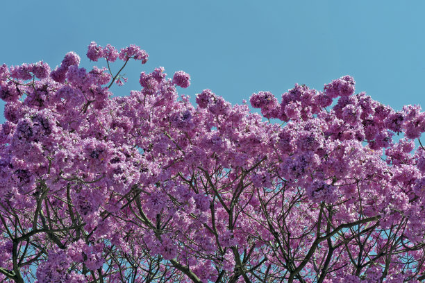 在万里无云的蓝天下，花朵般的粉红色ipe图片下载