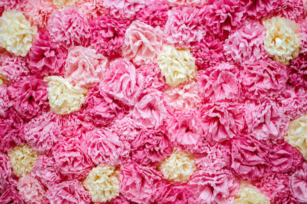 康乃馨照片素材ID：133785904