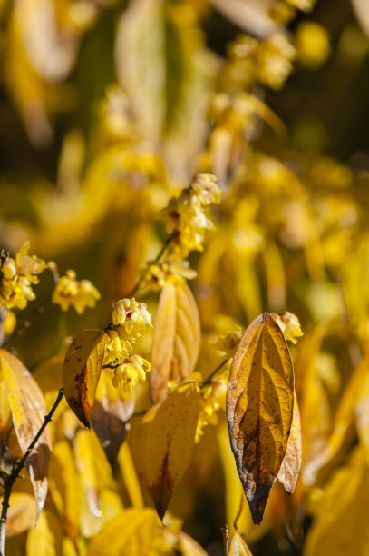 腊梅树在冬天开花图片下载