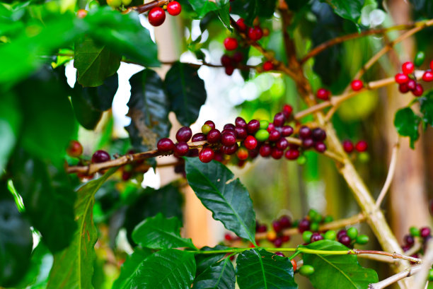 阿拉比卡咖啡植物。图片下载