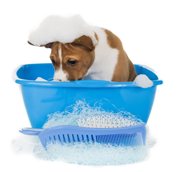 小狗狗在肥皂水里图片下载