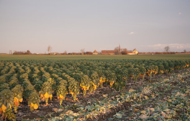 抱子甘蓝领域图片下载
