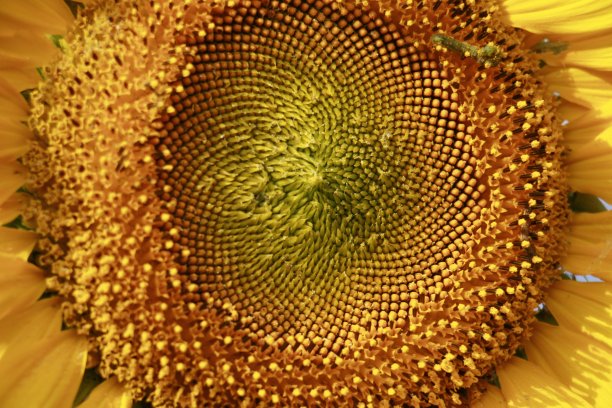 太阳花种图片下载