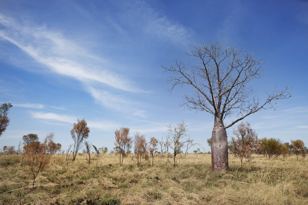 猴面包树树图片下载