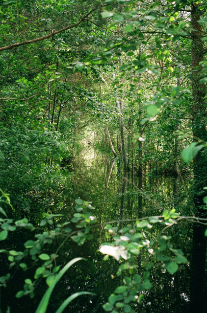 绿色的反射图片下载