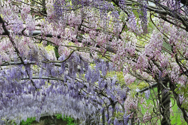 紫藤图片下载