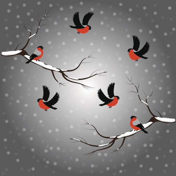 雪地灰背景的圣诞红腹灰雀冬季矢量图素材图片