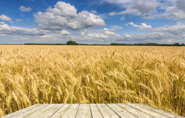 小麦照片素材ID：133828210