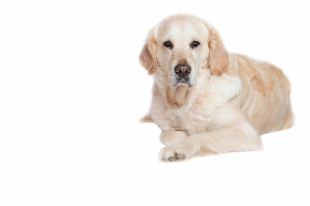 金毛猎犬看着镜头图片下载