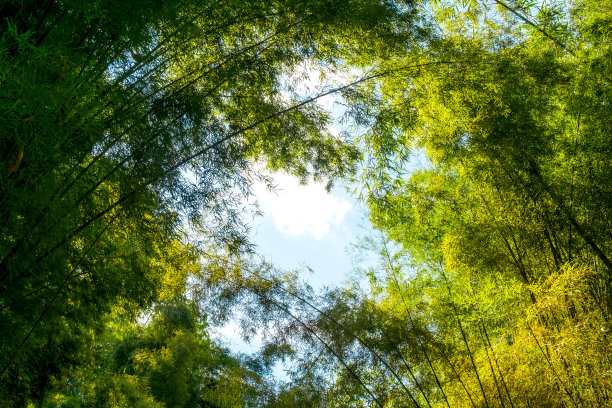 森林里的枝叶和大树的枝桠，天空湛蓝图片下载