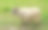 老挪威绵羊品种(Villsau)。挪威图片下载