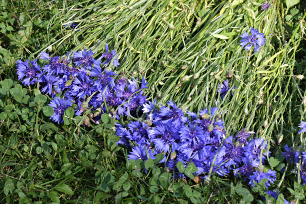 矢车菊图片下载