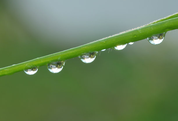水滴在绿色的草地上图片下载