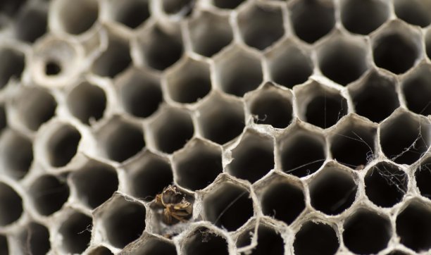 黄蜂筑巢图片下载