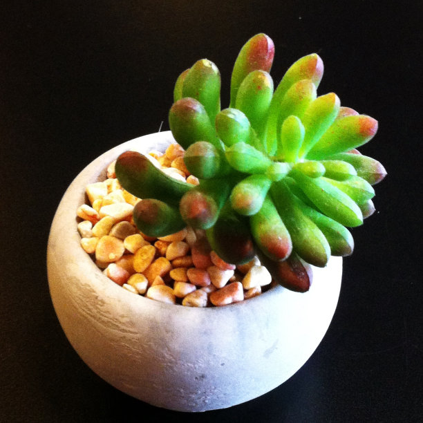 仙人掌图片下载