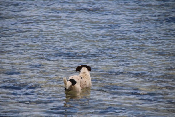 海中的狗，毛里求斯，印度洋，非洲图片下载
