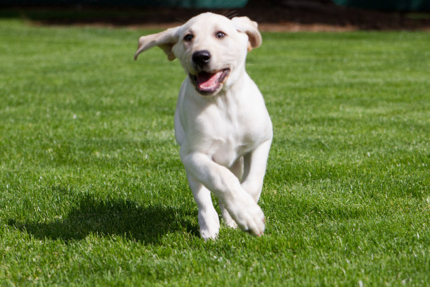 可爱的小狗跑图片下载