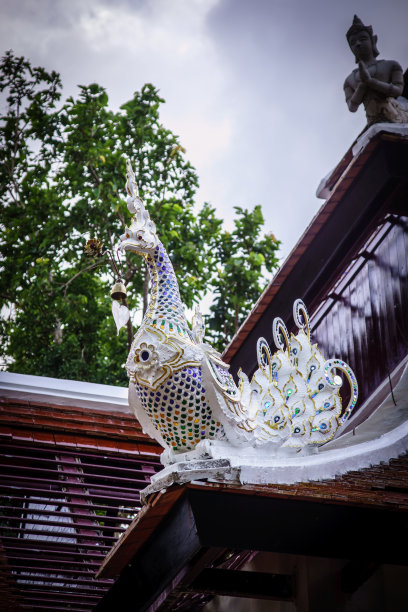 泰国的孔雀图片下载