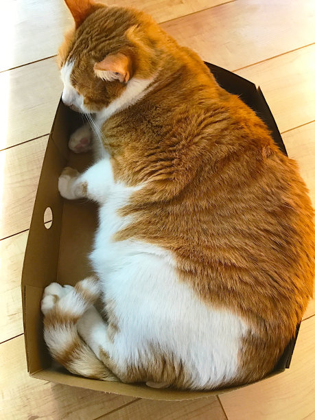 纸板箱盖里的超重猫图片下载