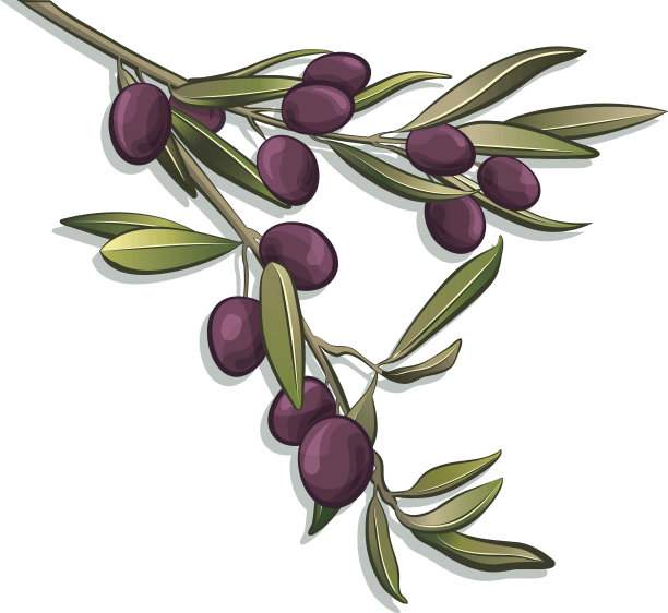 白色背景下的花朵特写镜头图片下载