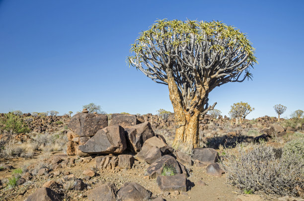 箭袋树图片下载