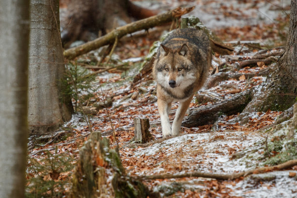 欧亚狼在德国自然栖息地面对面图片下载