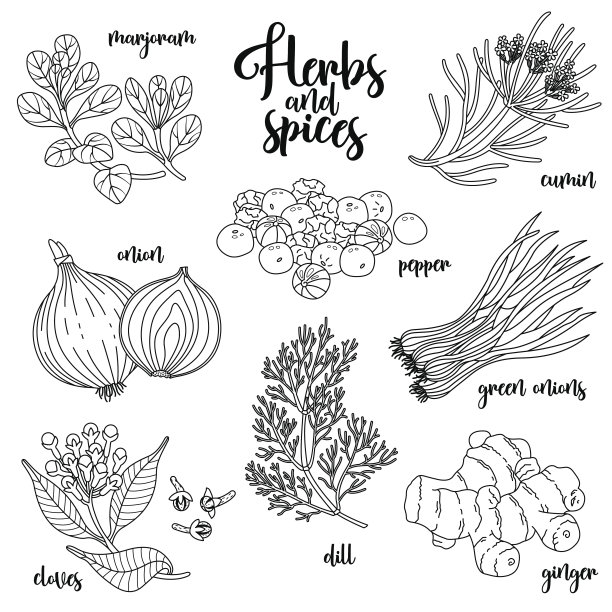 香料和香草向量集。轮廓的白色图片下载
