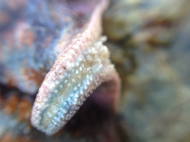 海星(细节)图片下载