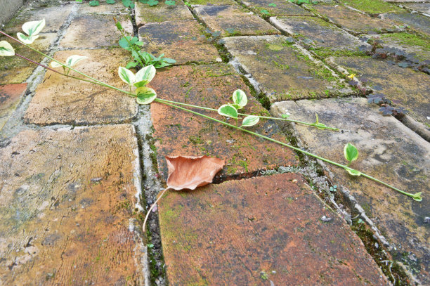 秋天的叶子图片下载