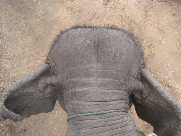 从上面看象头图片下载