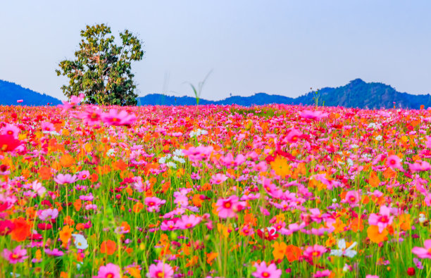 宇宙的花图片下载
