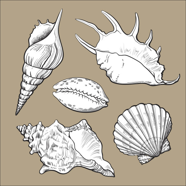 集各种美丽的软体动物贝壳，孤立的矢量插图图片下载
