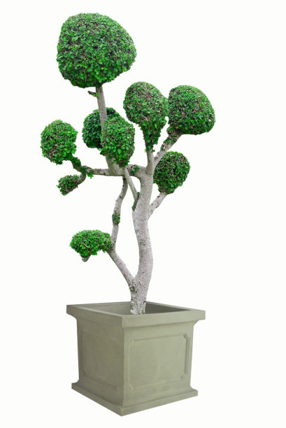 盆景是绿色的，白色的背景图片下载